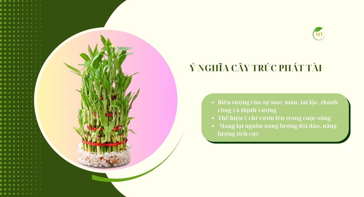 Ý nghĩa cây trúc phát lộc
