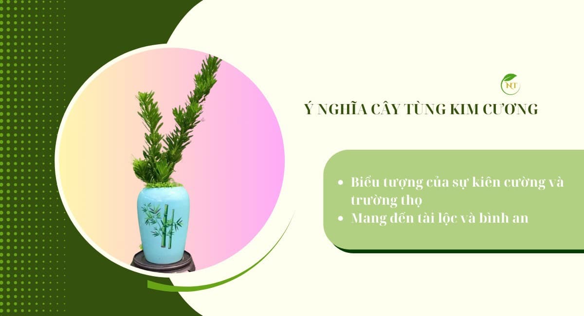 Ý nghĩa cây tùng kim cương