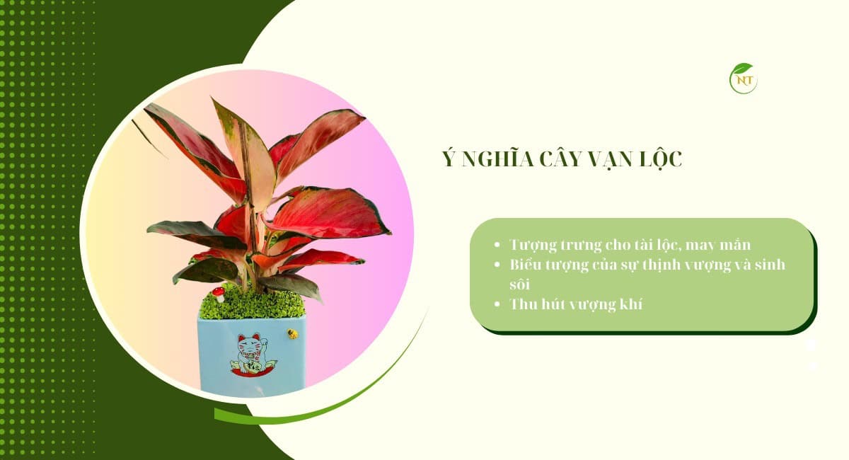 ý nghĩa cây vạn lộc