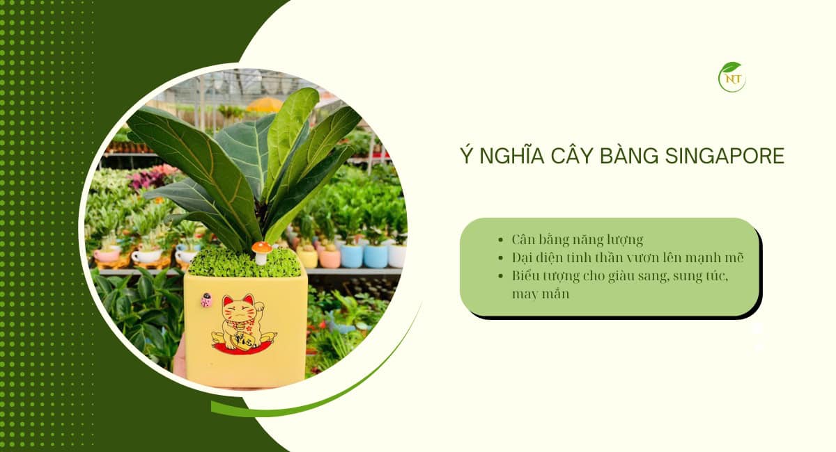 Ý nghĩa phong thủy cây bàng Singapore