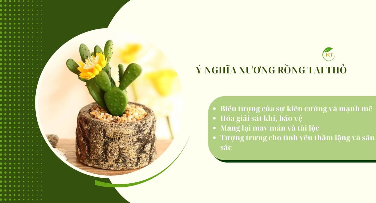 Ý nghĩa cây xương rồng tai thỏ