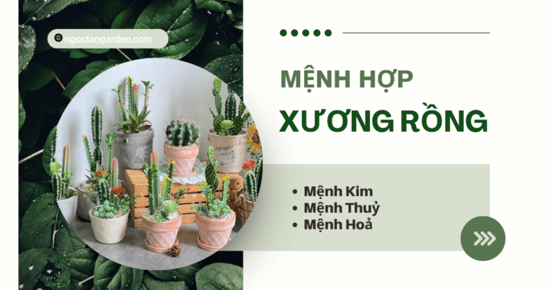 Cây xương rồng hợp mệnh gì