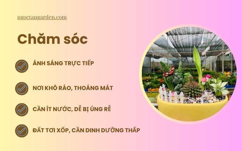 chăm sóc xương rồng