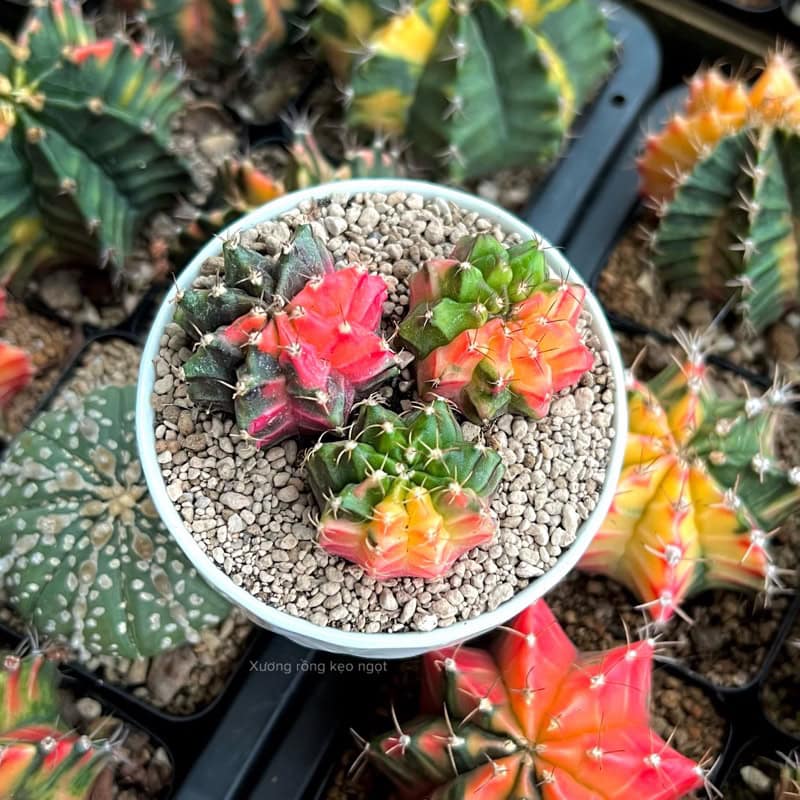 Xương rồng Gymno