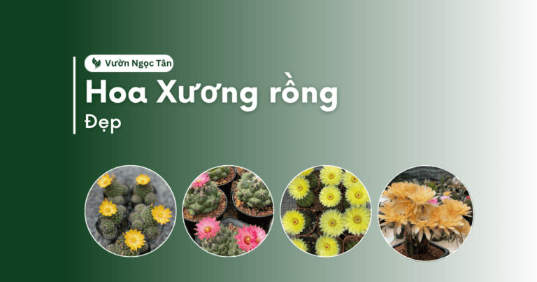Top 13 loại hoa xương rồng đẹp và ý nghĩa đặc biệt | Vườn Ngọc Tân