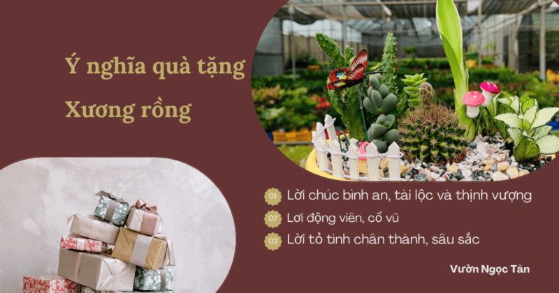 tặng xương rồng có ý nghĩa gì