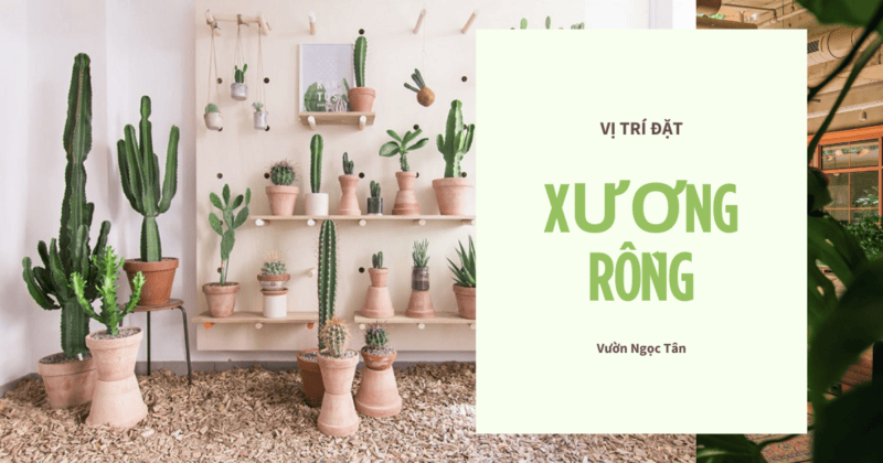 Cây xương rồng đặt ở đâu là tốt