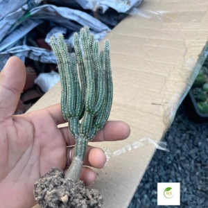 Xương rồng Wilcoxia poselgeri