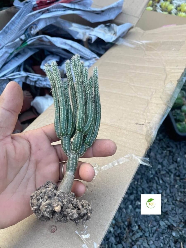 Xương rồng Wilcoxia poselgeri