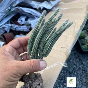 Xương rồng Wilcoxia poselgeri