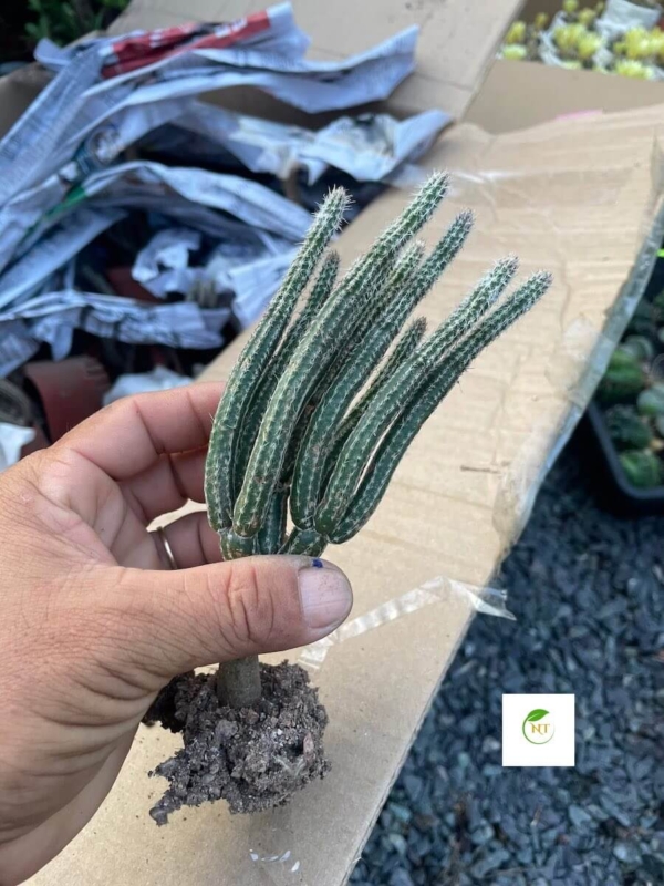 Xương rồng Wilcoxia poselgeri
