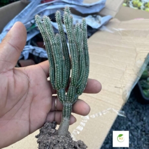 Xương rồng Wilcoxia poselgeri