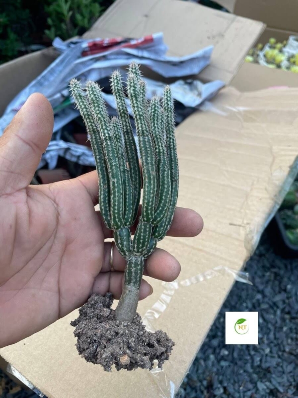 Xương rồng Wilcoxia poselgeri