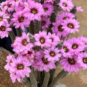 Xương rồng Wilcoxia poselgeri