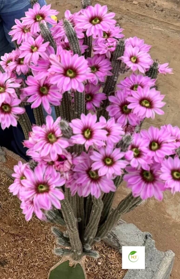 Xương rồng Wilcoxia poselgeri