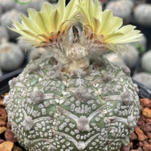 Xương rồng Aster