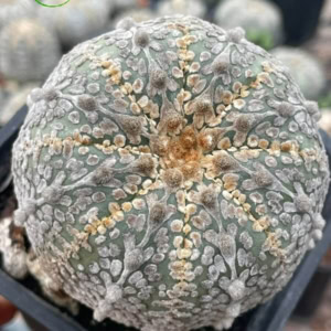 Xương rồng Aster