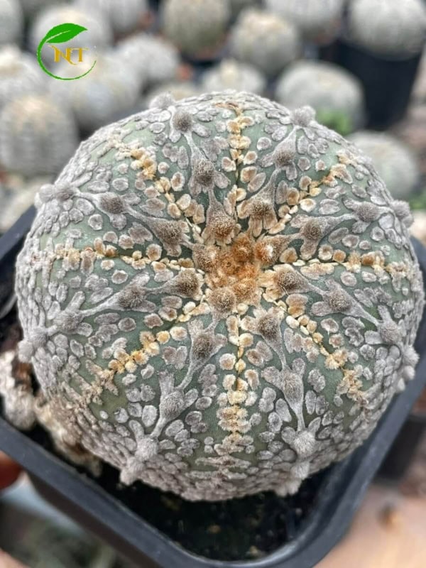 Xương rồng Aster