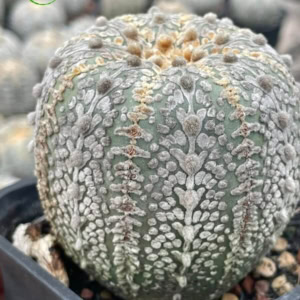 Xương rồng Aster