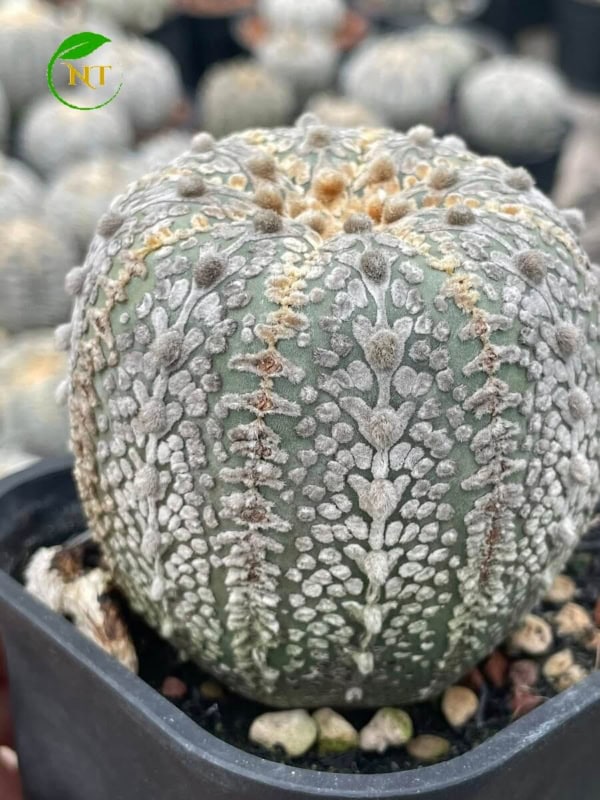 Xương rồng Aster