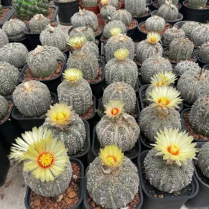 Xương rồng Aster