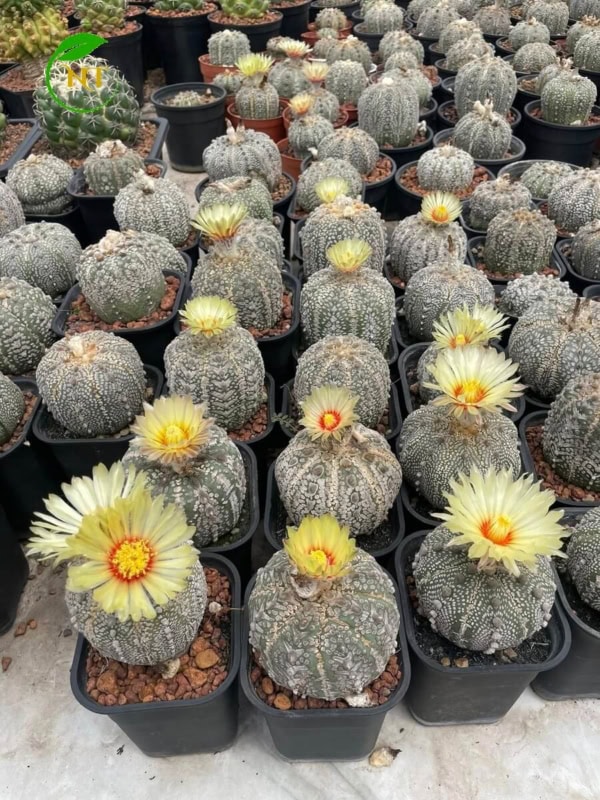 Xương rồng Aster