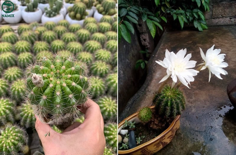 Hoa Xương rồng Bí Xanh