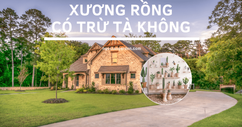 Cây xương rồng có trừ tà không