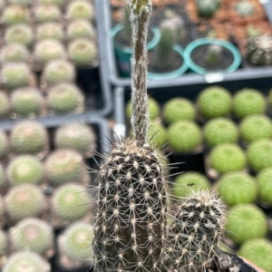Xương rồng Echino nữ hoàng bóng đêm