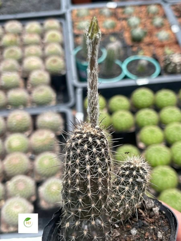 Xương rồng Echino nữ hoàng bóng đêm