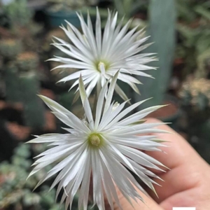 Xương rồng Echino nữ hoàng bóng đêm