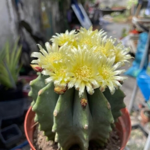 Xương rồng Fero Emoryi