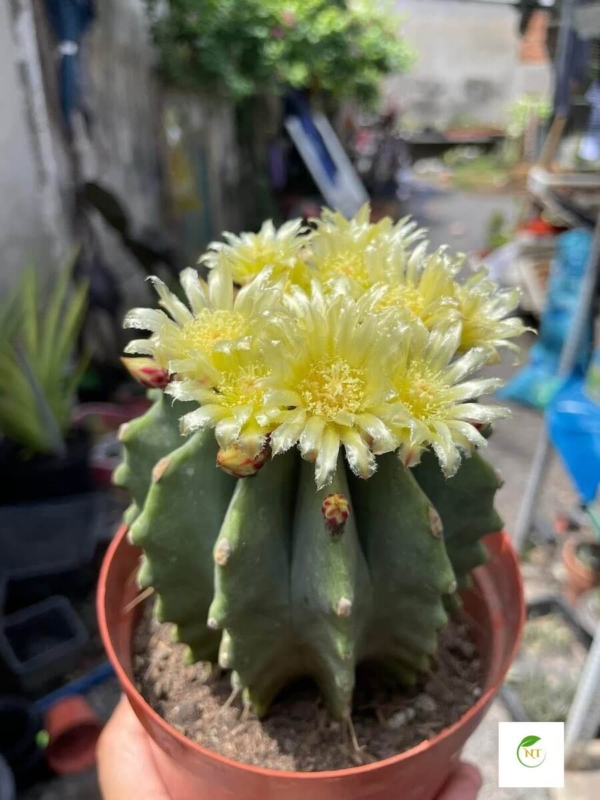 Xương rồng Fero Emoryi