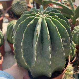 Xương rồng Fero Emoryi
