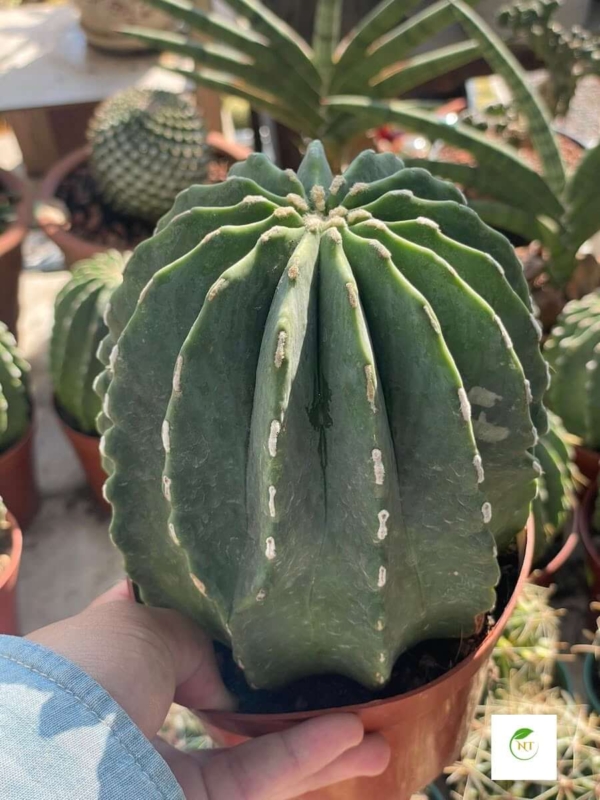 Xương rồng Fero Emoryi