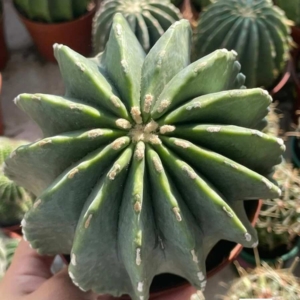 Xương rồng Fero Emoryi