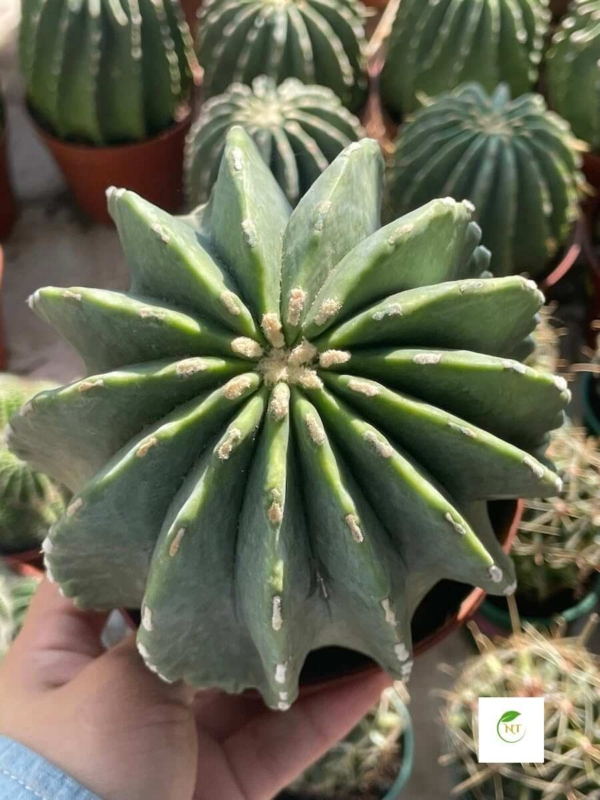 Xương rồng Fero Emoryi