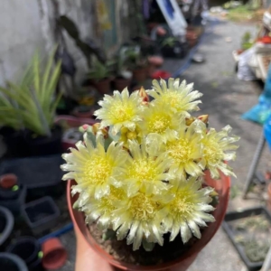 Xương rồng Fero Emoryi