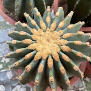 Xương rồng Fero Emoryi