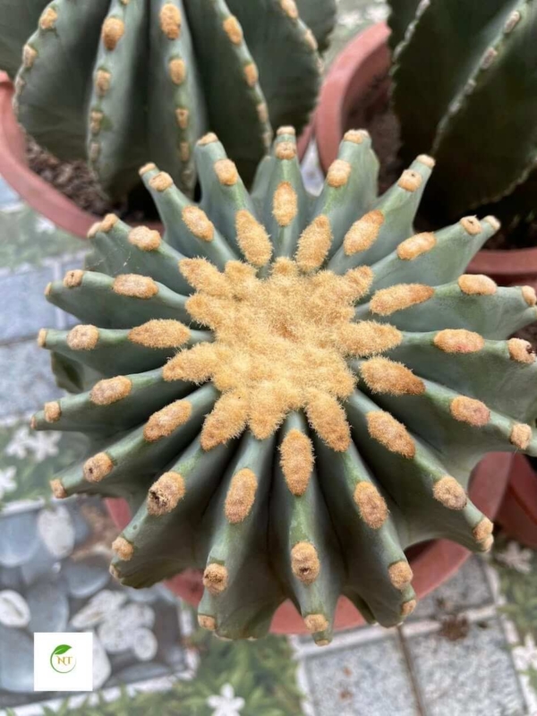 Xương rồng Fero Emoryi