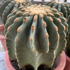 Xương rồng Fero Emoryi