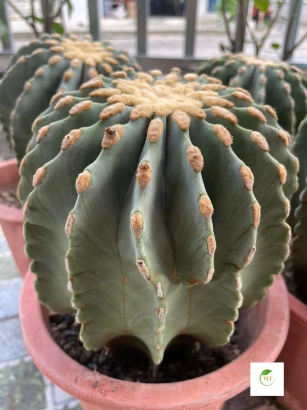 Xương rồng Fero Emoryi