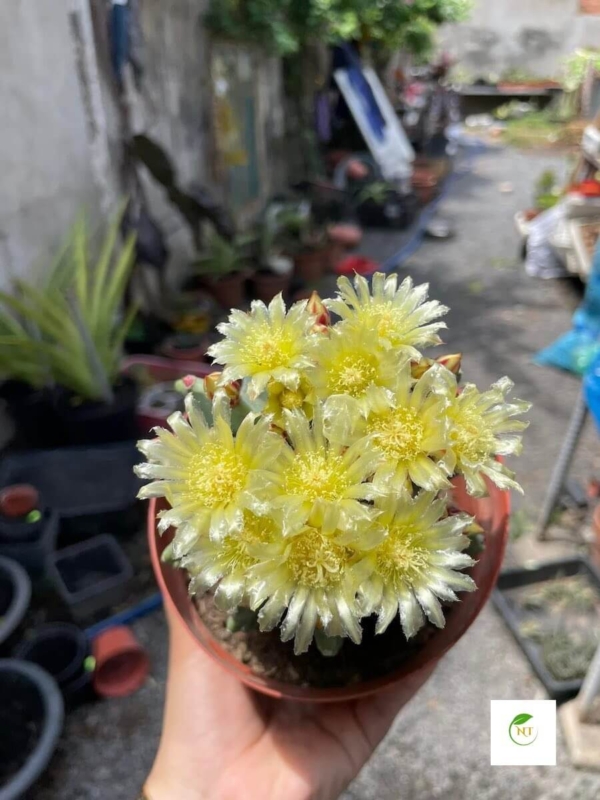 Xương rồng Fero Emoryi