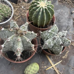 Xương rồng Khế