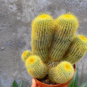 Xương rồng Kim Huỳnh Hoàng