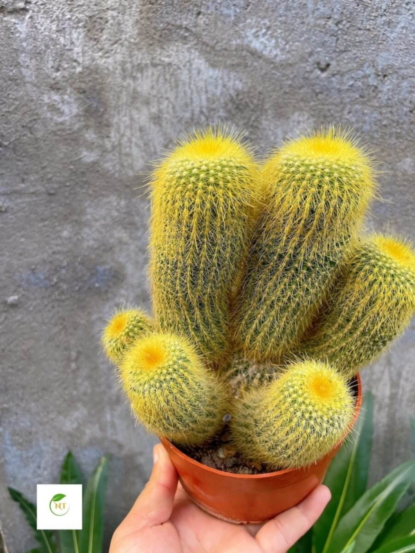 Xương rồng Kim Huỳnh Hoàng