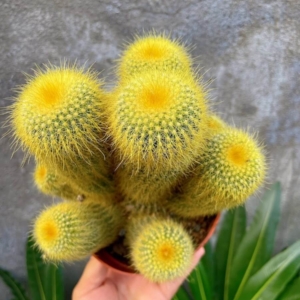 Xương rồng Kim Huỳnh Hoàng