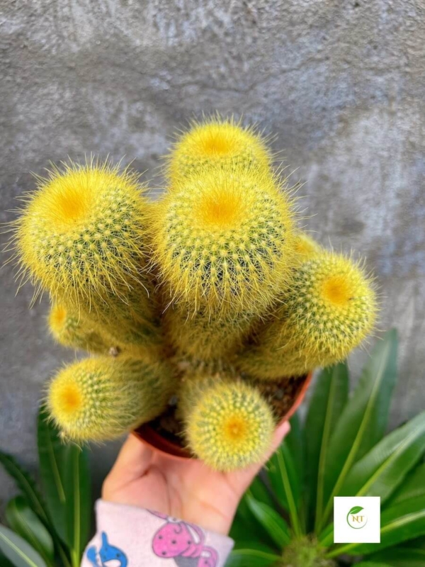 Xương rồng Kim Huỳnh Hoàng