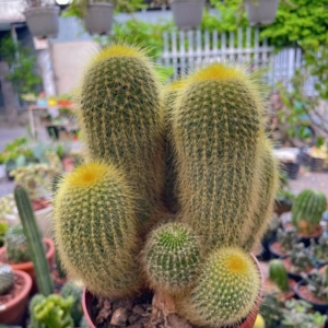 Xương rồng Kim Huỳnh Hoàng