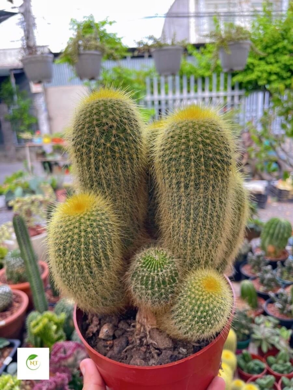 Xương rồng Kim Huỳnh Hoàng